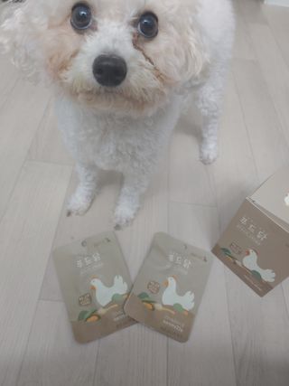 도그퓨어 푸드닭 강아지 닭고기 통살 애견간식 오리지널/차전자피/초록입홍합 — 5점을 준 리뷰어가 2021년 10월 올린 사용 사진