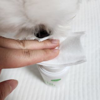 whol 키토클린 200ml - 항균항바이러스 강아지 눈 코 입 귀 세정탈취 고양이 턱드름제거 무향 워터리스 대용량 — 5점을 준 리뷰어가 2022년 10월 올린 사용 사진