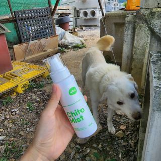 whol 키토미스트 150ml + 실리콘바디브러쉬  강아지 고양이 항균항바이러스, 강력탈취 피부 보습,무향 — 5점을 준 리뷰어가 2022년 9월 올린 사용 사진