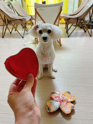 비타크래프트 조에시 하트캔 85g 강아지 습식캔 10캔 — 5점을 준 리뷰어가 2021년 7월 올린 사용 사진