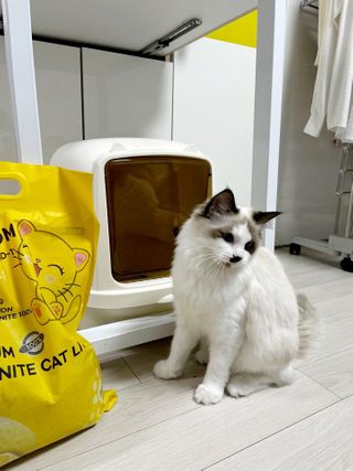 겟플렉스 켓플렉스 캣츠룸BS-1 고양이모래 4kg — 5점을 준 리뷰어가 2021년 1월 올린 사용 사진