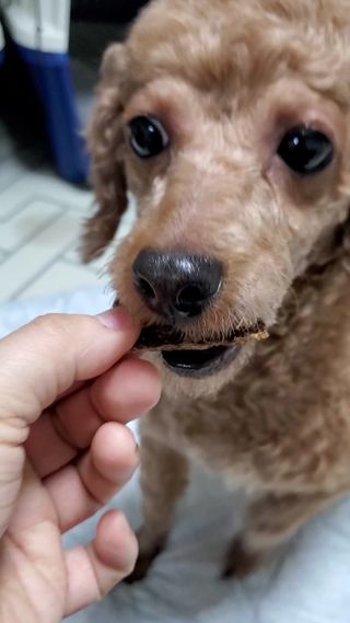 [졸리졸리] 말고기 육포 간식 (HORSE MEAT JERKY) — 5점을 준 리뷰어가 2023년 1월 올린 사용 사진