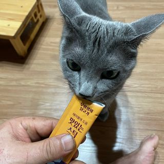 페페로니 맛있는 스틱 - 무항생제 닭고기 15개 + 원양선 참치 15개 — 5점을 준 리뷰어가 2021년 9월 올린 사용 사진