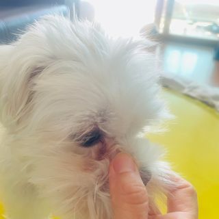 [댕모어 클리너 3종] 아이클리너 / 이어클리너 / 덴탈클리너 3종 세트 (120ml) — 5점을 준 리뷰어가 2023년 10월 올린 사용 사진