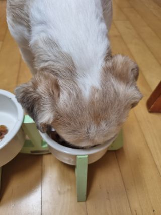 비타크래프트 조에시 하트캔 85g 강아지 습식캔 10캔 — 5점을 준 리뷰어가 2021년 7월 올린 사용 사진