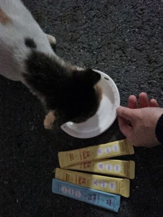 페페로니 잘 먹는 캣츄 - 무항생제 닭고기 12개 + 원양선 참치 12개 — 5점을 준 리뷰어가 2021년 8월 올린 사용 사진