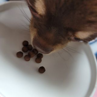 펫21 그로그로 에너지 강아지 고양이 반려동물 한방 영양제 비타민 종합 영양제 — 5점을 준 리뷰어가 2022년 1월 올린 사용 사진