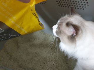 겟플렉스 켓플렉스 캣츠룸BS-1 고양이모래 4kg — 5점을 준 리뷰어가 2021년 3월 올린 사용 사진