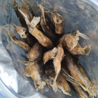 [펫시밀] 원물그대로 영양듬뿍 진공동결건조 치킨텐더100g, 열빙어트릿100g 강아지 고양이 간식 — 5점을 준 리뷰어가 2023년 5월 올린 사용 사진