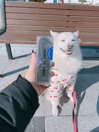 베이컨박스 [BACON] 고아웃클럽 산책 안전벨트 리뉴얼 - 중,대형견용 — 5점을 준 리뷰어가 2021년 12월 올린 사용 사진