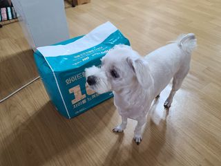 아베크 펫 와이드 프리미엄 대형 애견 강아지 배변 패드 30매 1팩 80g — 5점을 준 리뷰어가 2021년 7월 올린 사용 사진