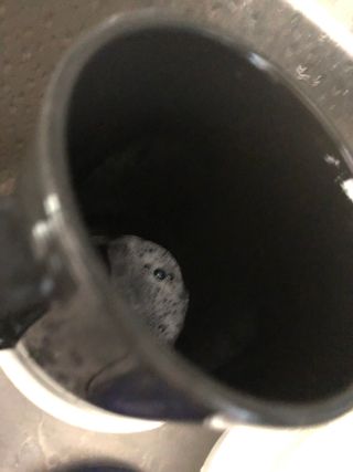 심플리오리빙 어니스트 주방세제 본품 500ml + 리필 900ml (코코넛향) — 5점을 준 리뷰어가 2022년 6월 올린 사용 사진