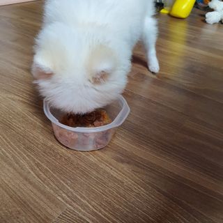 비타크래프트 조에시 하트캔 85g 강아지 습식캔 10캔 — 5점을 준 리뷰어가 2021년 10월 올린 사용 사진