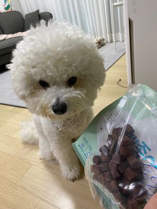 My Pet Care 천연단백질 눈건강에 개좋아 — 5점을 준 리뷰어가 2021년 2월 올린 사용 사진