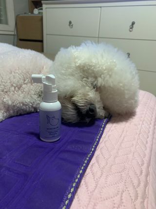 분홍봉구맘님이 올린 리뷰 사진 3