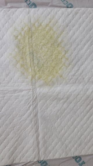 아베크 펫 와이드 프리미엄 중형 애견 강아지 배변 패드 54매 1팩 45g — 5점을 준 리뷰어가 2021년 7월 올린 사용 사진