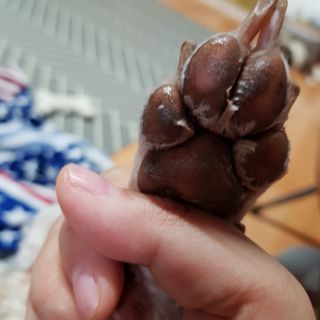 버츠비 케어플러스 릴리빙포앤노즈로션 — 3점을 준 리뷰어가 2021년 4월 올린 사용 사진