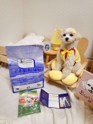 캐닌캐비어 알카라인 홀리스틱 그레이프리 앙뜨레 ALS_4종 오픈스카이, 와일드오션, 프리스피릿, 스페셜니즈 — 4점을 준 리뷰어가 2023년 4월 올린 사용 사진