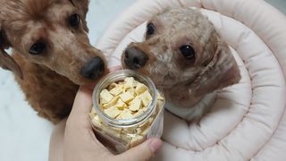 페페로니 진짜 프리바이오틱스 치즈+치즈고구마 180g+180g — 5점을 준 리뷰어가 2021년 7월 올린 사용 사진