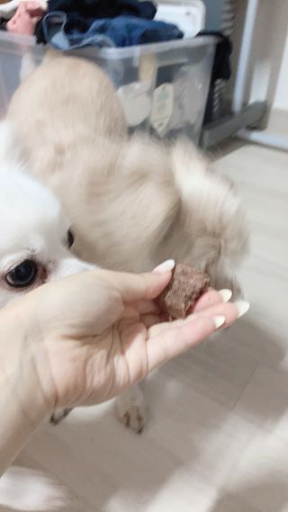 펫에이블 데일리바이트 키토 [비프], [치킨] — 4점을 준 리뷰어가 2021년 8월 올린 사용 사진