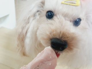 도그퓨어 푸드닭 강아지 닭고기 통살 애견간식 오리지널/차전자피/초록입홍합 — 5점을 준 리뷰어가 2021년 10월 올린 사용 사진