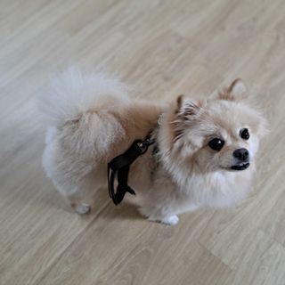 베이컨박스 [BACON] 고아웃클럽 산책 안전벨트 리뉴얼 - 중,대형견용 — 5점을 준 리뷰어가 2021년 12월 올린 사용 사진