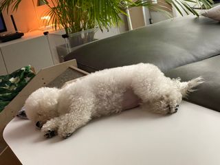 [자유펫] 시코니딘 고양이 강아지 피부 보습 연고 20g — 5점을 준 리뷰어가 2021년 11월 올린 사용 사진