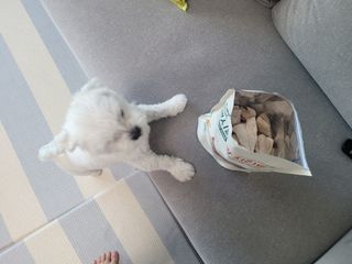 [펫시밀] 원물그대로 영양듬뿍 동결건조 왕북어트릿300g,왕치킨트릿400g,열빙어트릿300g 대용량 간식 — 5점을 준 리뷰어가 2023년 5월 올린 사용 사진