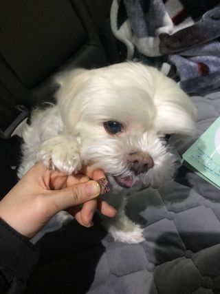 My Pet Care 천연단백질 눈건강에 개좋아 — 5점을 준 리뷰어가 2021년 2월 올린 사용 사진