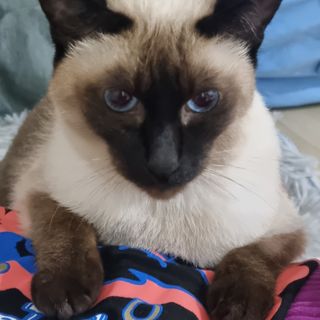 브라우니모래 [브라우니] 고양이 카사바모래 브라우니 천연 응고형 모래  6Lx2개 — 5점을 준 리뷰어가 2023년 11월 올린 사용 사진