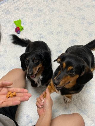 페페로니 진짜 오메가3 연어+소고기 180g+180g — 5점을 준 리뷰어가 2021년 7월 올린 사용 사진