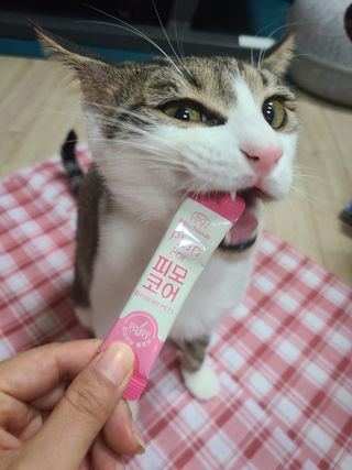 냥냥뽀짝님이 올린 리뷰 사진 3