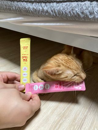페페로니 잘 먹는 캣츄 - 무항생제 닭고기 12개 + 알래스카 연어 12개 — 5점을 준 리뷰어가 2021년 8월 올린 사용 사진