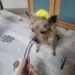 [펫시밀] 원물그대로 영양듬뿍 동결건조 왕북어트릿300g,왕치킨트릿400g,열빙어트릿300g 대용량 간식 — 5점을 준 리뷰어가 2023년 5월 올린 사용 사진