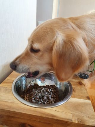 My Pet Care 모발과 모질 피부건강에 개좋아 — 5점을 준 리뷰어가 2021년 1월 올린 사용 사진