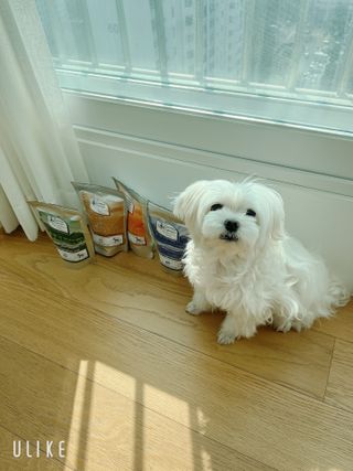 캐닌캐비어 4종 체험팩(오픈스카이, 와일드오션, 프리스피릿, 스페셜니즈) — 5점을 준 리뷰어가 2023년 2월 올린 사용 사진