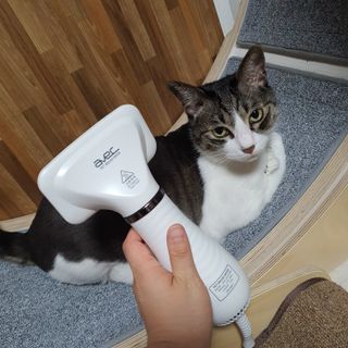아베크 펫 강아지 고양이 애견 에어 브러쉬 드라이기 올인원 — 5점을 준 리뷰어가 2021년 7월 올린 사용 사진