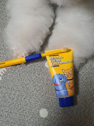 Pethroom 페스룸 PETHROOM DENTAL CARE SET 페스룸 덴탈 케어 세트 / 덴탈 클린 칫솔 + 덴탈 클린 치약 — 5점을 준 리뷰어가 2021년 1월 올린 사용 사진
