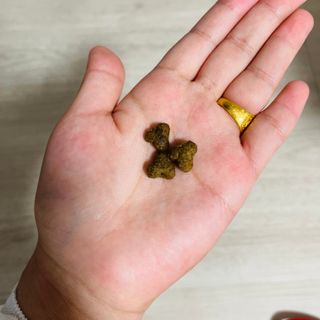 영국 바이탈린 강아지 애견사료 2kg — 5점을 준 리뷰어가 2021년 6월 올린 사용 사진