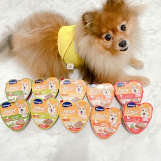 비타크래프트 조에시 하트캔 85g 강아지 습식캔 10캔 — 5점을 준 리뷰어가 2021년 7월 올린 사용 사진