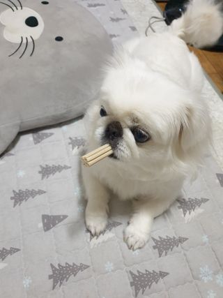 페페로니 클린플러스 덴탈오리껌 10g x 14p — 5점을 준 리뷰어가 2021년 7월 올린 사용 사진