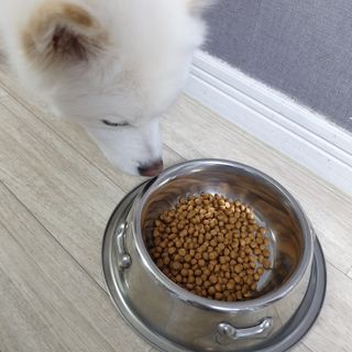 씨디랩 속이 편한 강아지 사료 소프트발란스 기호성 좋은 발효사료 피부와 위장 관절과 위장 — 5점을 준 리뷰어가 2021년 3월 올린 사용 사진