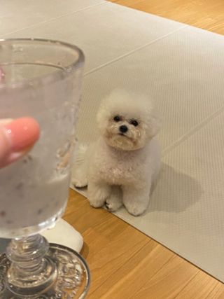 골든브루 콤부차 골든브루 유기농 그린티 콤부차 2종 2병 — 5점을 준 리뷰어가 2021년 11월 올린 사용 사진