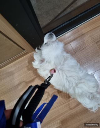 트위티한하루 tweetietwenty님이 올린 리뷰 사진 4