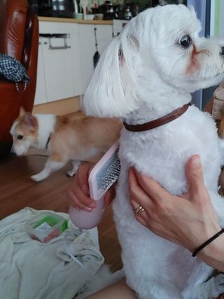 아베크 펫 강아지 고양이 애견 에어 브러쉬 드라이기 올인원 — 4점을 준 리뷰어가 2021년 7월 올린 사용 사진
