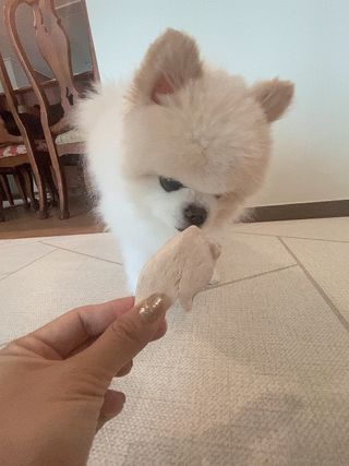 [펫시밀] 원물그대로 영양듬뿍 동결건조 왕북어트릿300g,왕치킨트릿400g,열빙어트릿300g 대용량 간식 — 5점을 준 리뷰어가 2023년 5월 올린 사용 사진