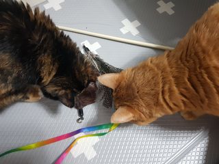 솔탄이love님이 올린 리뷰 사진 2