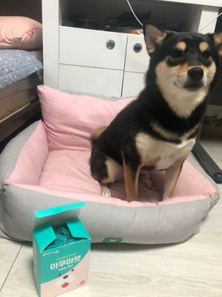 펫시랩 반려견용 액상 프리바이오틱스 아쿠아펫 — 5점을 준 리뷰어가 2021년 1월 올린 사용 사진