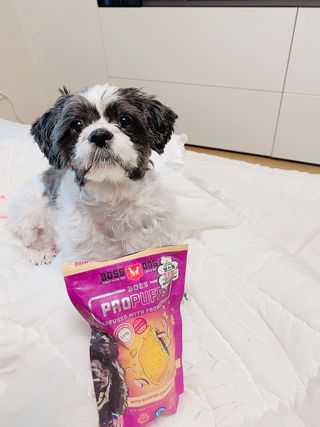 [보장균수5억] 건강한장 프로젝트 강아지간식 보스독 프로펍스트릿 170g 3종 — 5점을 준 리뷰어가 2021년 1월 올린 사용 사진