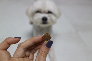 My Pet Care 천연단백질 관절건강에 개좋아 — 5점을 준 리뷰어가 2021년 1월 올린 사용 사진